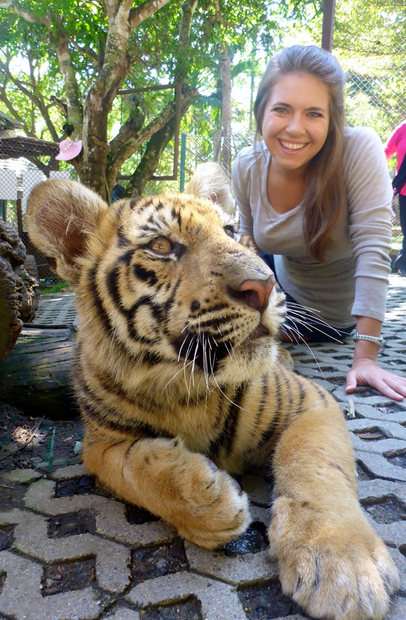 Tigers and Trails: Chiang Mai